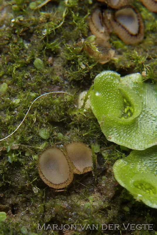 Kruidenpelsbekertje - Trichophaea pseudogregaria