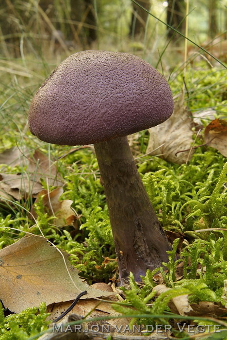 Violette gordijnzwam - Cortinarius violaceus