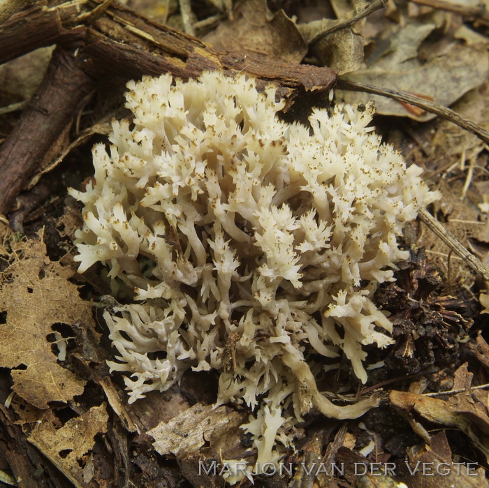 Witte koraalzwam - Clavulina coralloides