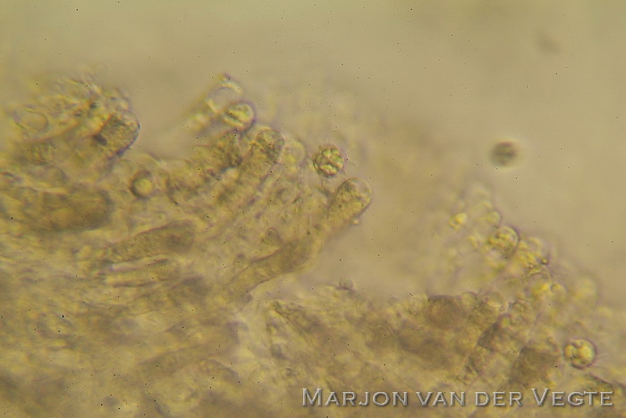 Witte sterspoorknotszwam - Clavaria asterospora