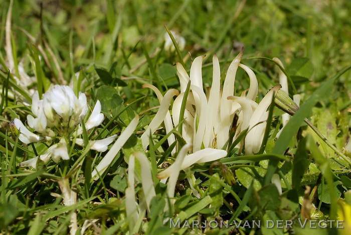Wormvormige knotszwam - Clavaria fragilis