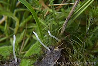 Clavaria s.l.