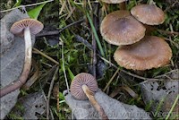 Zandpadgordijnzwam