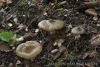 Entoloma clypeatoides