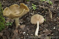 Entoloma clypeatoides