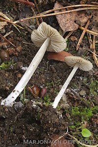 Entoloma griseopulchrum