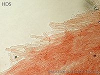 Entoloma occultatum