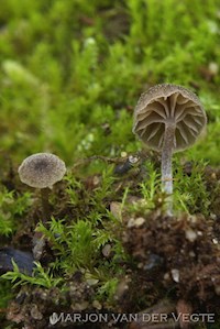 Entoloma pilosum