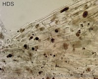 Entoloma pseudosericeoides