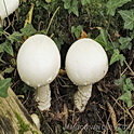 Grootsporige champignon