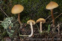 Galerina sp1