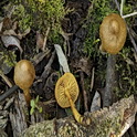Koperrode gordijnzwam f. luteus