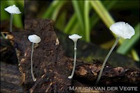 Smalspoormycena