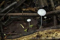 Smalspoormycena