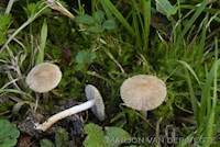 Gladsteelvezelkop