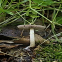 Kleine champignon