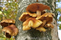 Pholiota limonella