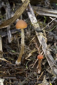 Psathyrella rubiginosa